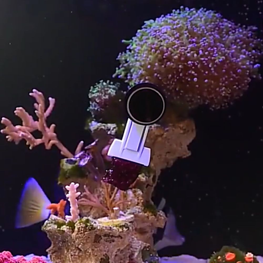 Aquarium Marine Services - Magnetische aquariumplantenklem, stevige zeewierklem, aquariumalgenklem, bruikbare