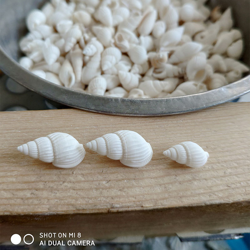 Natuurlijke Zeuxis & Nassarius - Marine Aquarium Home recensie en prijs
