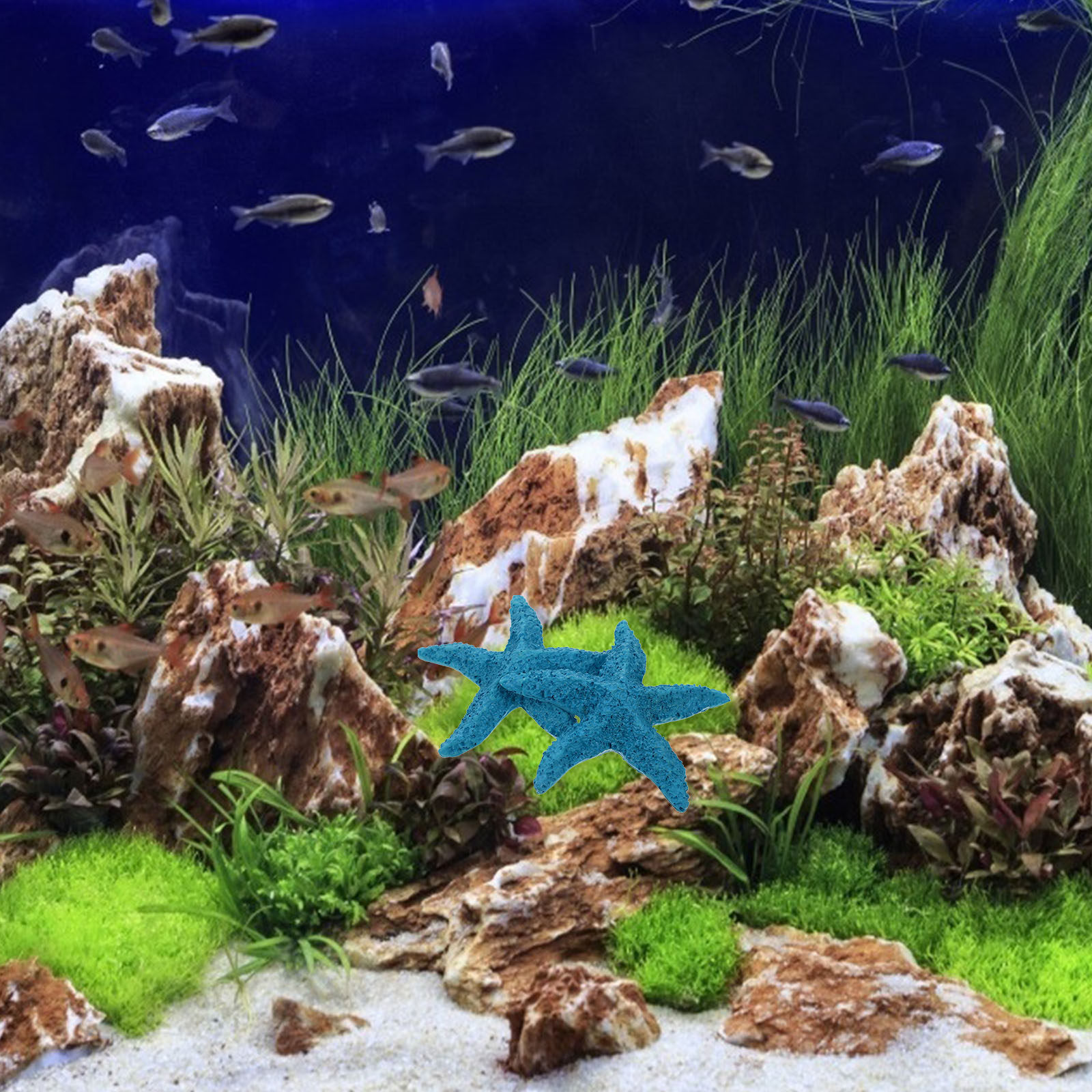 2 stuks levensechte zeester or - Marine Aquarium Home recensie en prijs